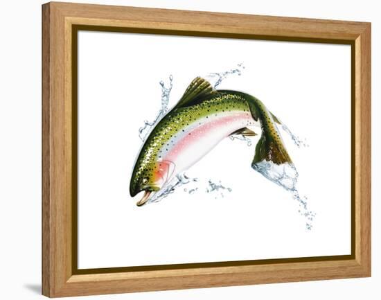 A Pink Salmon Jumping Out of the Water-null-Framed Stretched Canvas