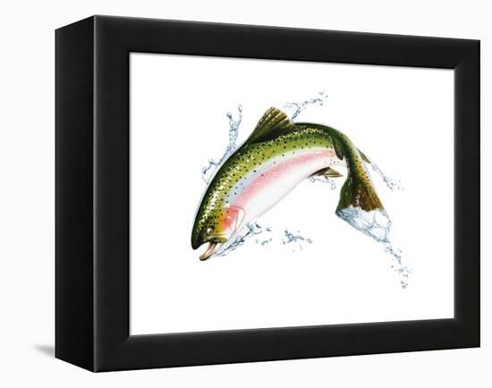 A Pink Salmon Jumping Out of the Water-null-Framed Stretched Canvas