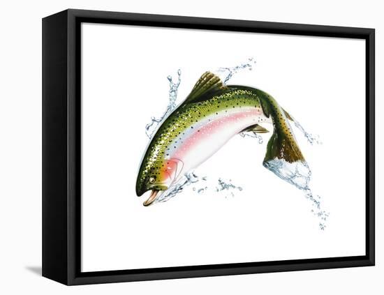 A Pink Salmon Jumping Out of the Water-null-Framed Stretched Canvas