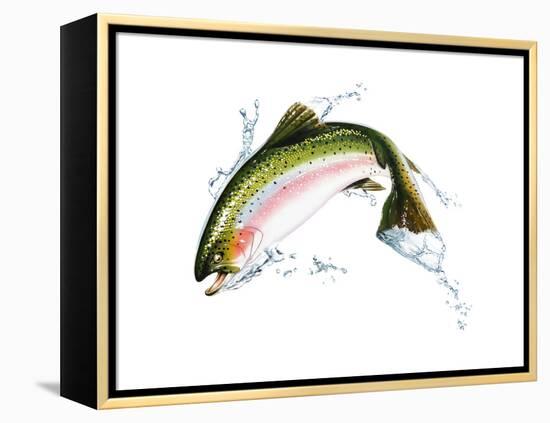 A Pink Salmon Jumping Out of the Water-null-Framed Stretched Canvas