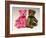 A Pink Schuco Scent Bottle Teddy Bearand a Green Schuco Compact Teddy Bear,-null-Framed Giclee Print