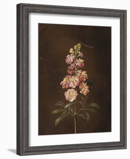 A Pink Stock with a Dragonfly-Barbara Regina Dietzsch-Framed Giclee Print