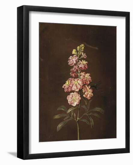 A Pink Stock with a Dragonfly-Barbara Regina Dietzsch-Framed Giclee Print