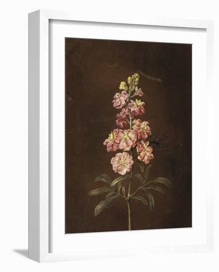 A Pink Stock with a Dragonfly-Barbara Regina Dietzsch-Framed Giclee Print
