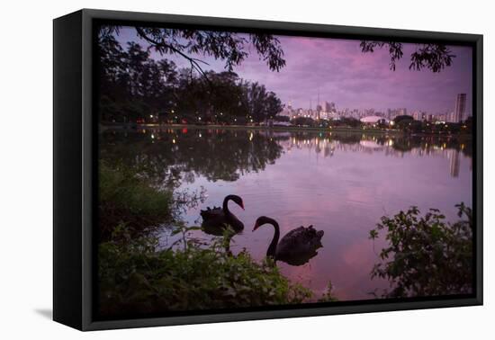 A Pink Sunset with Two Black Swans in Ibirapuera Park Lake with Sao Paulo Cityscape Behind-Alex Saberi-Framed Premier Image Canvas