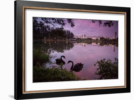 A Pink Sunset with Two Black Swans in Ibirapuera Park Lake with Sao Paulo Cityscape Behind-Alex Saberi-Framed Photographic Print