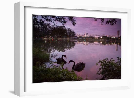 A Pink Sunset with Two Black Swans in Ibirapuera Park Lake with Sao Paulo Cityscape Behind-Alex Saberi-Framed Photographic Print