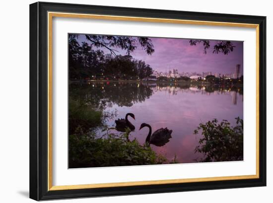 A Pink Sunset with Two Black Swans in Ibirapuera Park Lake with Sao Paulo Cityscape Behind-Alex Saberi-Framed Photographic Print