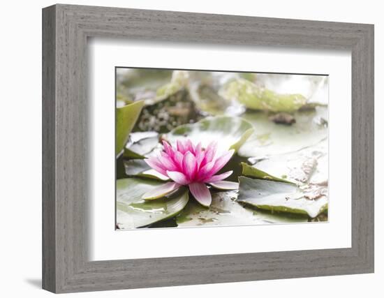 A Pink Water Lily Blossom-Petra Daisenberger-Framed Photographic Print