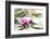 A Pink Water Lily Blossom-Petra Daisenberger-Framed Photographic Print