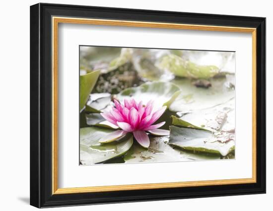 A Pink Water Lily Blossom-Petra Daisenberger-Framed Photographic Print