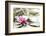 A Pink Water Lily Blossom-Petra Daisenberger-Framed Photographic Print