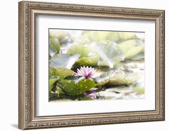 A Pink Water Lily Blossom-Petra Daisenberger-Framed Photographic Print