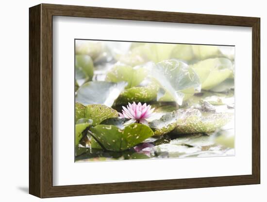 A Pink Water Lily Blossom-Petra Daisenberger-Framed Photographic Print