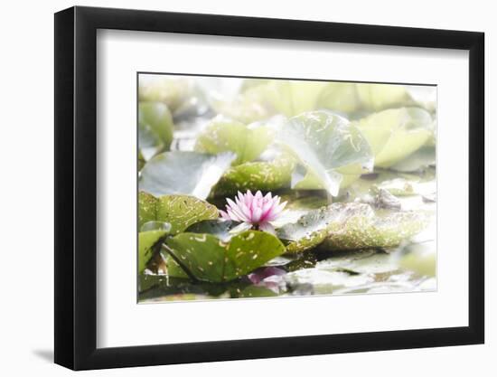 A Pink Water Lily Blossom-Petra Daisenberger-Framed Photographic Print