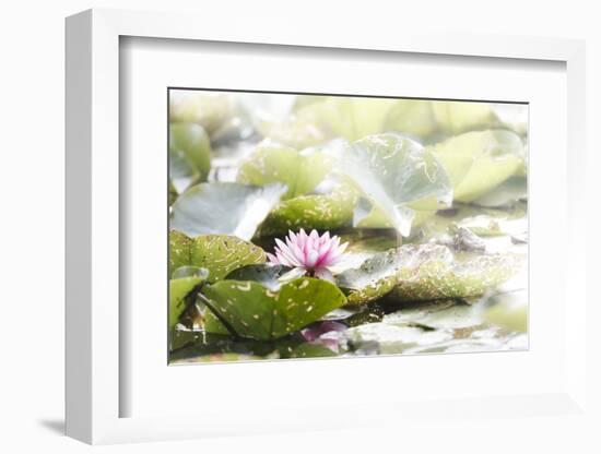 A Pink Water Lily Blossom-Petra Daisenberger-Framed Photographic Print