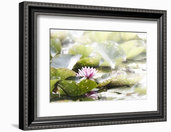 A Pink Water Lily Blossom-Petra Daisenberger-Framed Photographic Print