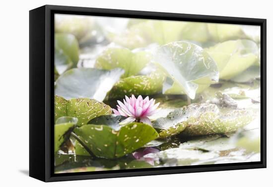 A Pink Water Lily Blossom-Petra Daisenberger-Framed Premier Image Canvas