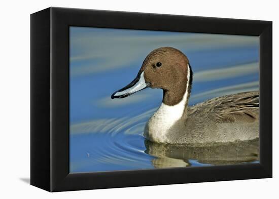 A Pintail Duck, Wide Geographic Distribution in Northern Latitudes-Richard Wright-Framed Premier Image Canvas
