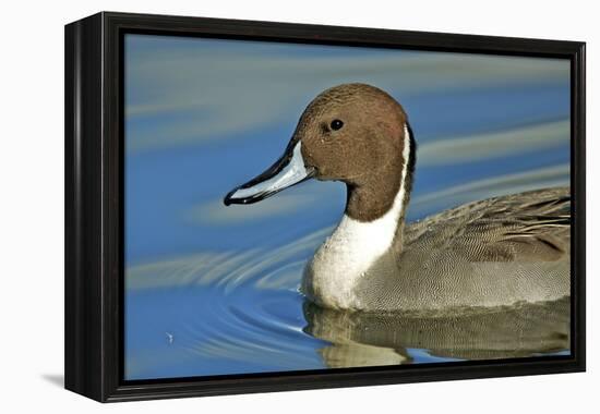A Pintail Duck, Wide Geographic Distribution in Northern Latitudes-Richard Wright-Framed Premier Image Canvas