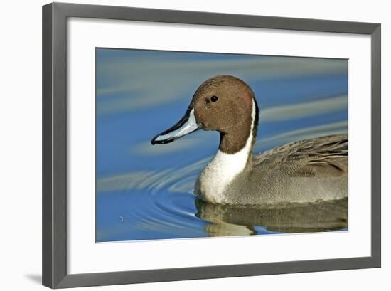 A Pintail Duck, Wide Geographic Distribution in Northern Latitudes-Richard Wright-Framed Photographic Print