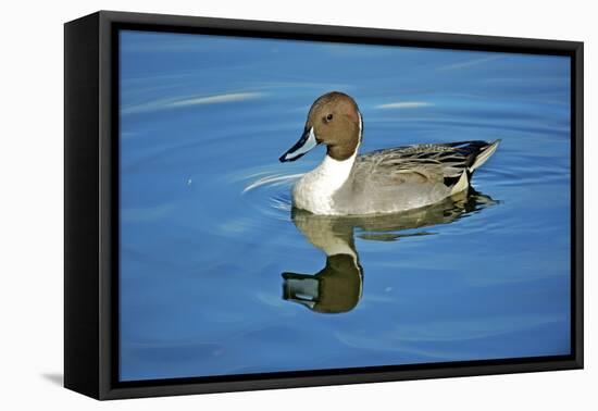 A Pintail Duck, Wide Geographic Distribution in Northern Latitudes-Richard Wright-Framed Premier Image Canvas