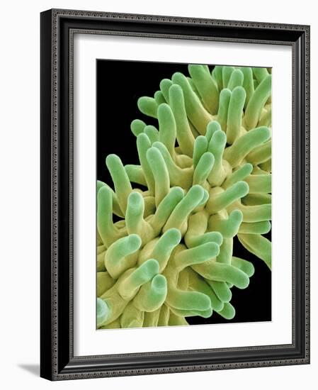 A Pistil in a Chickweed Flower-Micro Discovery-Framed Photographic Print