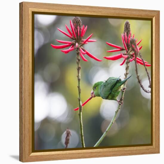 A Plain Parakeet, Brotogeris Tirica, Eats Petals of Coral Tree Flowers in Ibirapuera Park-Alex Saberi-Framed Premier Image Canvas