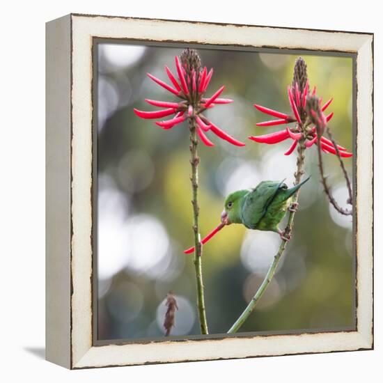 A Plain Parakeet, Brotogeris Tirica, Eats Petals of Coral Tree Flowers in Ibirapuera Park-Alex Saberi-Framed Premier Image Canvas