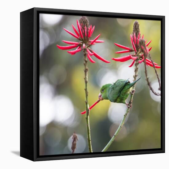 A Plain Parakeet, Brotogeris Tirica, Eats Petals of Coral Tree Flowers in Ibirapuera Park-Alex Saberi-Framed Premier Image Canvas