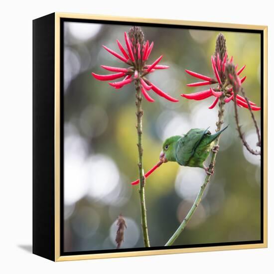 A Plain Parakeet, Brotogeris Tirica, Eats Petals of Coral Tree Flowers in Ibirapuera Park-Alex Saberi-Framed Premier Image Canvas