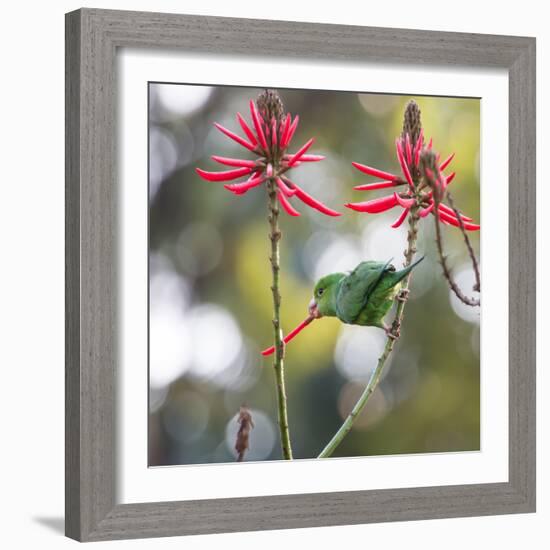 A Plain Parakeet, Brotogeris Tirica, Eats Petals of Coral Tree Flowers in Ibirapuera Park-Alex Saberi-Framed Photographic Print