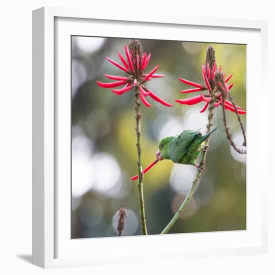 A Plain Parakeet, Brotogeris Tirica, Eats Petals of Coral Tree Flowers in Ibirapuera Park-Alex Saberi-Framed Photographic Print