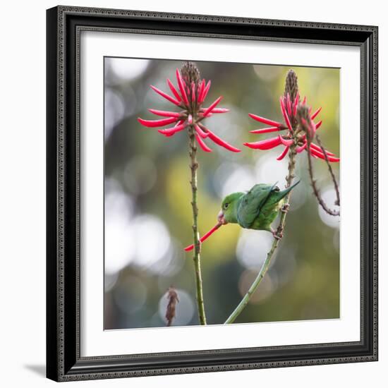 A Plain Parakeet, Brotogeris Tirica, Eats Petals of Coral Tree Flowers in Ibirapuera Park-Alex Saberi-Framed Photographic Print