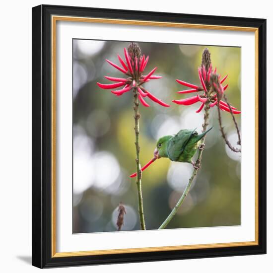 A Plain Parakeet, Brotogeris Tirica, Eats Petals of Coral Tree Flowers in Ibirapuera Park-Alex Saberi-Framed Photographic Print