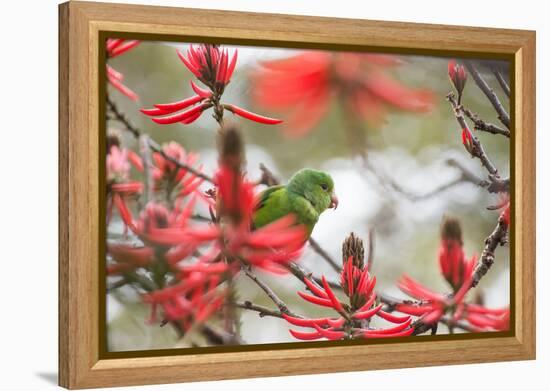 A Plain Parakeet, Brotogeris Tirica, Perching in a Coral Tree in Ibirapuera Park-Alex Saberi-Framed Premier Image Canvas