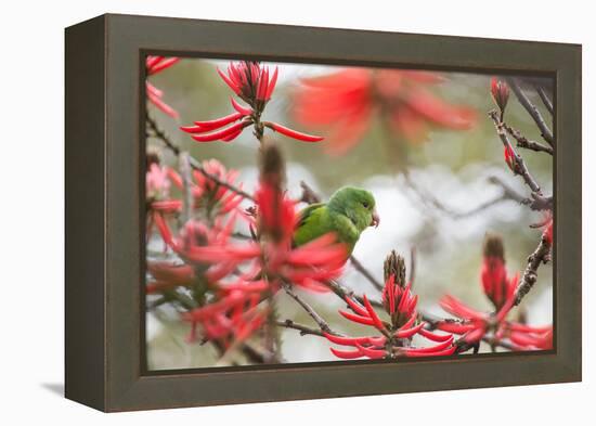 A Plain Parakeet, Brotogeris Tirica, Perching in a Coral Tree in Ibirapuera Park-Alex Saberi-Framed Premier Image Canvas