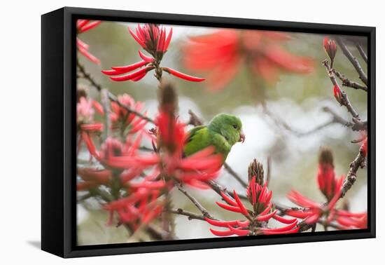 A Plain Parakeet, Brotogeris Tirica, Perching in a Coral Tree in Ibirapuera Park-Alex Saberi-Framed Premier Image Canvas