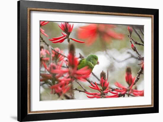 A Plain Parakeet, Brotogeris Tirica, Perching in a Coral Tree in Ibirapuera Park-Alex Saberi-Framed Photographic Print