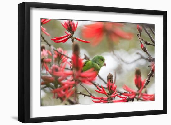 A Plain Parakeet, Brotogeris Tirica, Perching in a Coral Tree in Ibirapuera Park-Alex Saberi-Framed Photographic Print