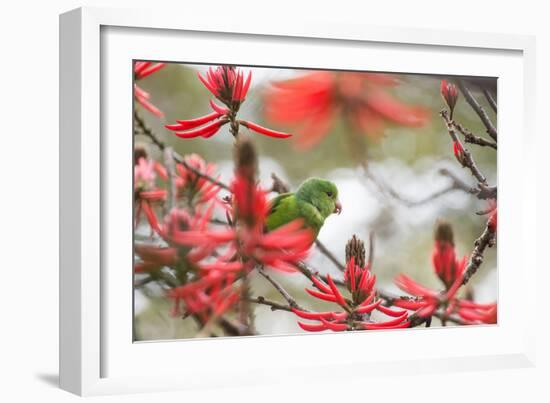 A Plain Parakeet, Brotogeris Tirica, Perching in a Coral Tree in Ibirapuera Park-Alex Saberi-Framed Photographic Print