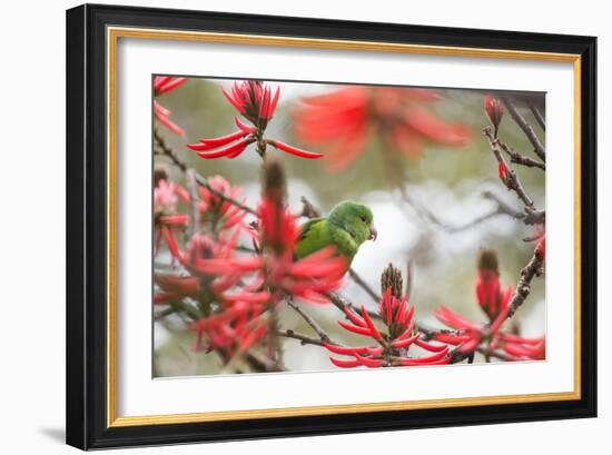 A Plain Parakeet, Brotogeris Tirica, Perching in a Coral Tree in Ibirapuera Park-Alex Saberi-Framed Photographic Print