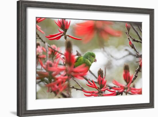 A Plain Parakeet, Brotogeris Tirica, Perching in a Coral Tree in Ibirapuera Park-Alex Saberi-Framed Photographic Print