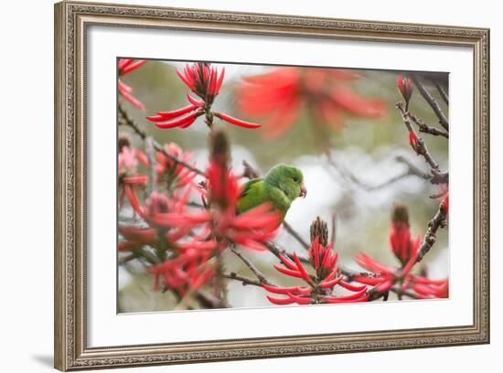 A Plain Parakeet, Brotogeris Tirica, Perching in a Coral Tree in Ibirapuera Park-Alex Saberi-Framed Photographic Print