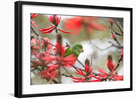 A Plain Parakeet, Brotogeris Tirica, Perching in a Coral Tree in Ibirapuera Park-Alex Saberi-Framed Photographic Print