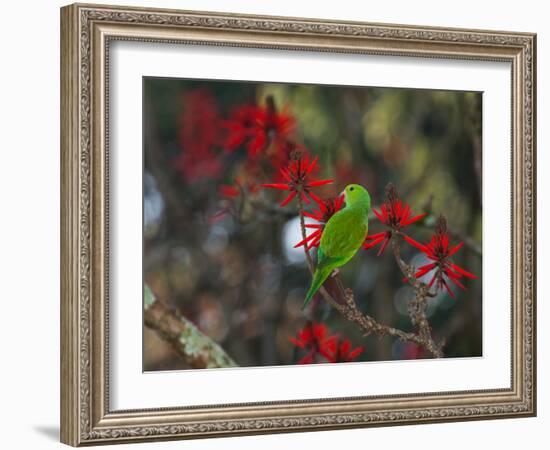 A Plain Parakeet, Brotogeris Tirica, Resting and Eating on a Coral Tree-Alex Saberi-Framed Photographic Print