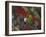 A Plain Parakeet, Brotogeris Tirica, Resting and Eating on a Coral Tree-Alex Saberi-Framed Photographic Print