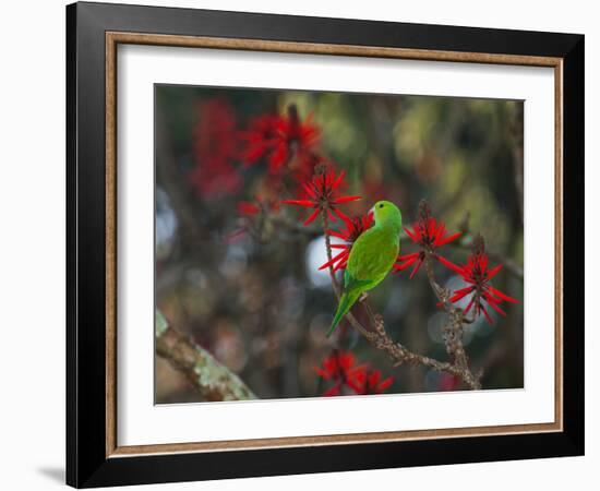 A Plain Parakeet, Brotogeris Tirica, Resting and Eating on a Coral Tree-Alex Saberi-Framed Photographic Print