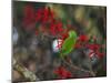 A Plain Parakeet, Brotogeris Tirica, Resting and Eating on a Coral Tree-Alex Saberi-Mounted Photographic Print