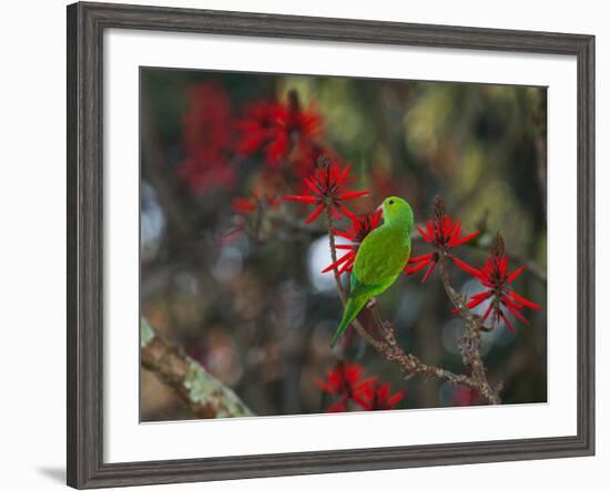 A Plain Parakeet, Brotogeris Tirica, Resting and Eating on a Coral Tree-Alex Saberi-Framed Photographic Print